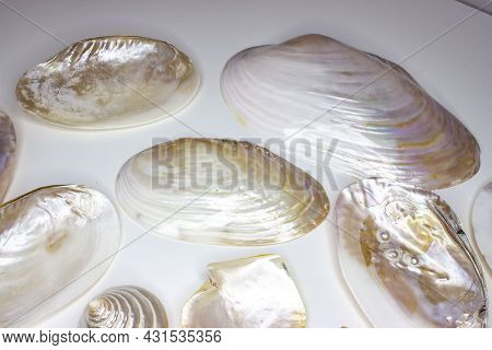 Common pearl mussel or European river pearl mussel (lat.Margaritifera). Bivalve mollusk from the ord