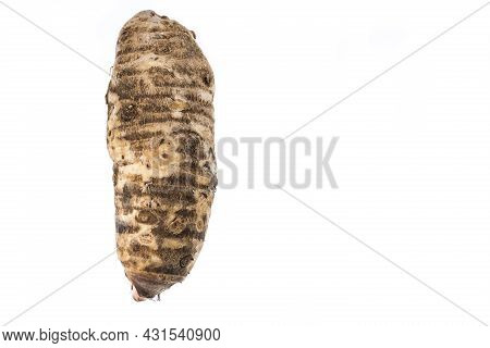 Malanga Edible Tuber - Root Of The Plant Called Colocasia Esculenta