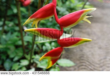 Heliconia Psittacorum Latispatha- The Extended Lobster Claw Flower Seen In Martinique Island.