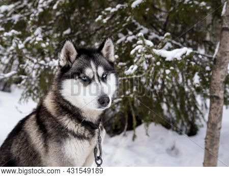 Portrait Of Black Husky Dog On A Background Of Pinetrees Of Winter Snow Forest
