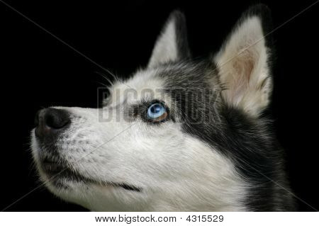 Musta Siperianhusky