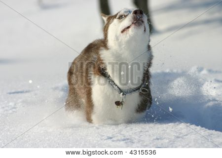 Snowdog