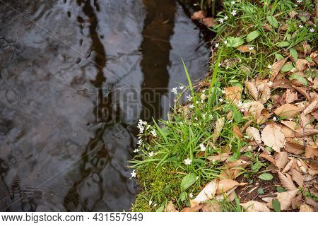 Beautifu Lnature Background With Wonderful Color And Texture, Flowing Stream Reflects Trees, Green G