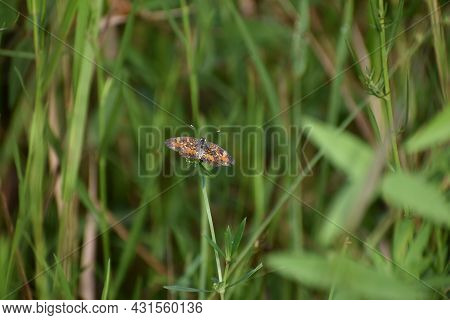 Crescent Spot Butterfly In The Swamp Grass