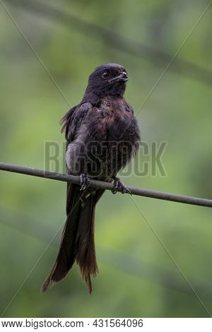 A Beautiful Black Drongo Bird Sit On A Rope, This Bird Don't Have His Lips