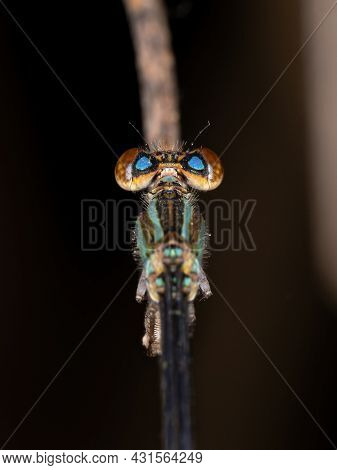 Adult Narrow-winged Damselfly Of The Family Coenagrionidae