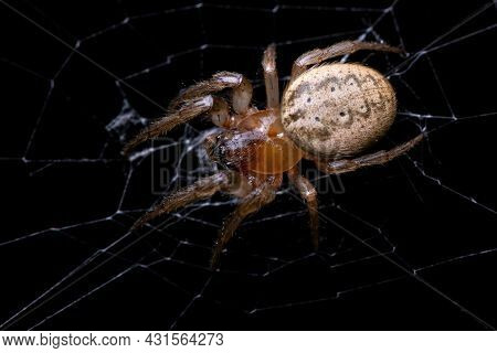 Adult Classic Orbweaver Of The Genus Metazygia