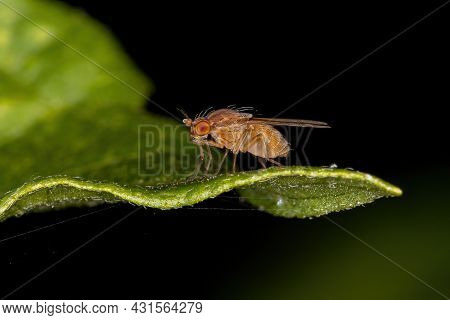 Adult Lauxaniid Fly Of The Family Lauxaniidae