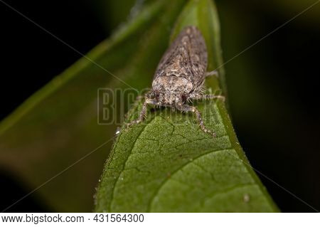 Small Typical Leafhopper Of The Tribe Gyponini