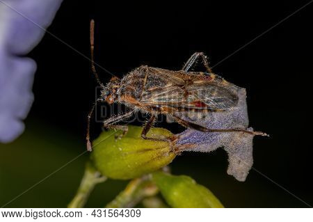 Adult Scentless Plant Bug Of The Subfamily Rhopalinae