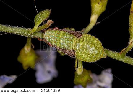 Typical Leafhopper Nymph Of The Tribe Gyponini