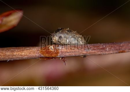 Small Hover Fly Pupa Of The Genus Dioprosopa