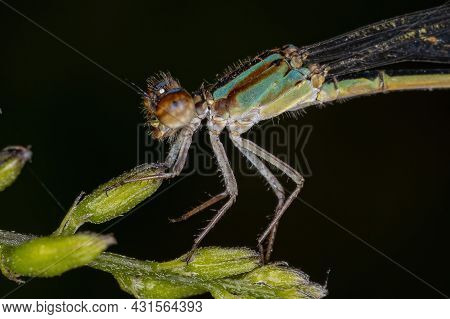 Adult Narrow-winged Damselfly Of The Family Coenagrionidae