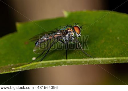 Adult Long-legged Fly Of The Family Dolichopodidae