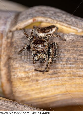 Adult Male Jumping Spider Of The Subtribe Dendryphantina Preying On A Insect