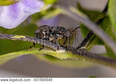 Stink Bug Nymph Of The Family Pentatomidae That Mimics Cephalotes Tortoise Ants