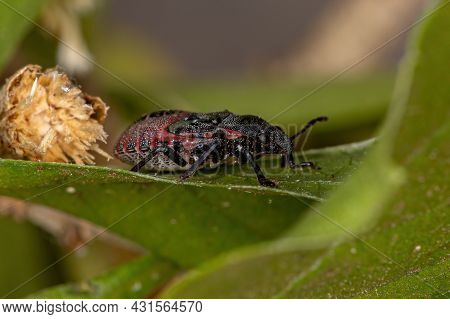 Stink Bug Nymph Of The Family Pentatomidae That Mimics Cephalotes Tortoise Ants