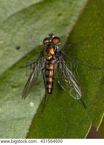 Adult Long-legged Fly Of The Family Dolichopodidae