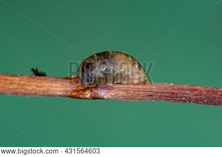 Small Hover Fly Pupa Of The Genus Dioprosopa