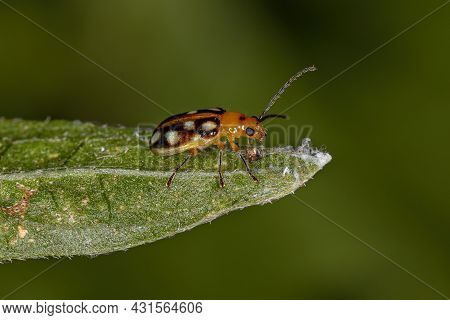 Adult Small Flea Beetle Of The Subfamily Galerucinae