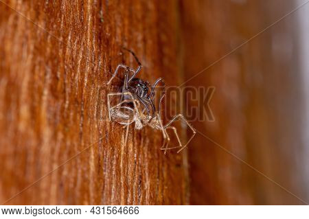 Small Brown Spitting Spider Of The Genus Scytodes In Exchange For Exoskeleton