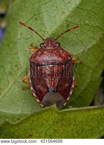 Adult Stink Bug Of The Family Pentatomidae