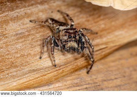 Adult Male Jumping Spider Of The Subtribe Dendryphantina Preying On A Insect