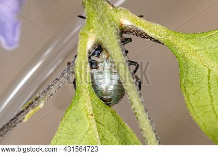 Stink Bug Nymph Of The Family Pentatomidae That Mimics Cephalotes Tortoise Ants