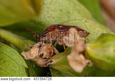 Adult Stink Bug Of The Family Pentatomidae