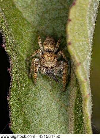 Small Jumping Spider Of The Subtribe Dendryphantina Preying On A Mosquito