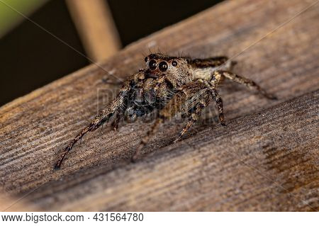Adult Male Jumping Spider Of The Subtribe Dendryphantina Preying On A Insect