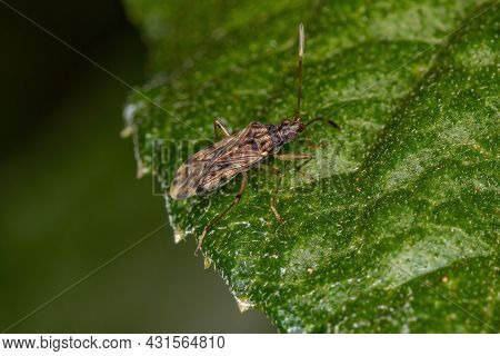 Adult Dirt-colored Seed Bug Tribe Myodochini On A Leaf