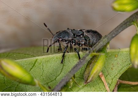 Stink Bug Nymph Of The Family Pentatomidae That Mimics Cephalotes Tortoise Ants