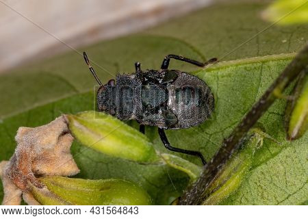 Stink Bug Nymph Of The Family Pentatomidae That Mimics Cephalotes Tortoise Ants