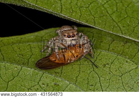 Small Jumping Spider Of The Subtribe Dendryphantina Preying On A Lauxaniid Fly Of The Family Lauxani