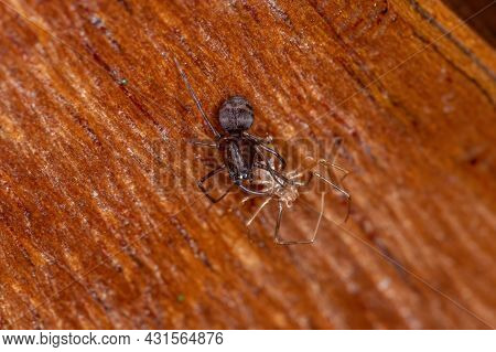 Small Brown Spitting Spider Of The Genus Scytodes In Exchange For Exoskeleton