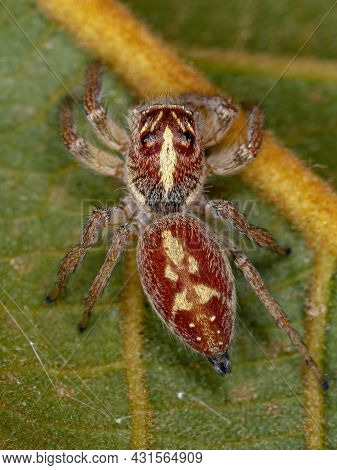 Adult Female Jumping Spider Of The Genus Frigga