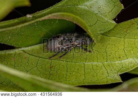 Stink Bug Nymph Of The Family Pentatomidae That Mimics Cephalotes Tortoise Ants