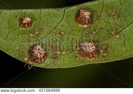 Assassin Bug Nymph Of The Tribe Harpactorini With Eggs