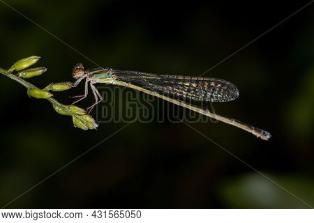 Adult Narrow-winged Damselfly Of The Family Coenagrionidae
