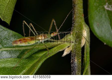 Adult Assassin Bug Of The Tribe Harpactorini
