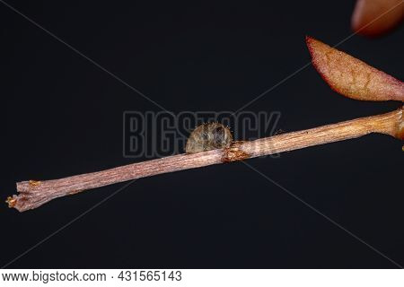 Small Hover Fly Pupa Of The Genus Dioprosopa