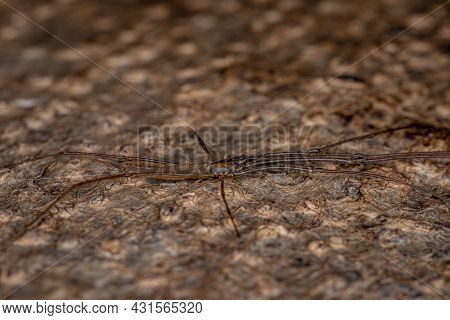 Long-jawed Orbweaver Spider Of The Genus Tetragnatha