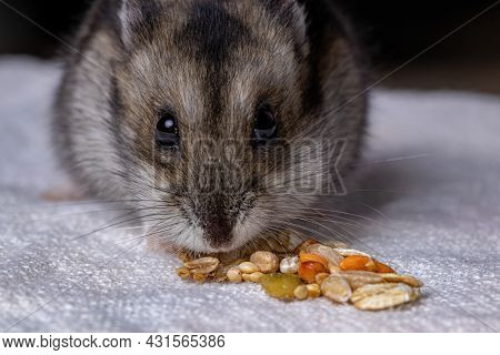 Campbell Dwarf Hamster Of The Species Phodopus Campbelli With Selective Focus