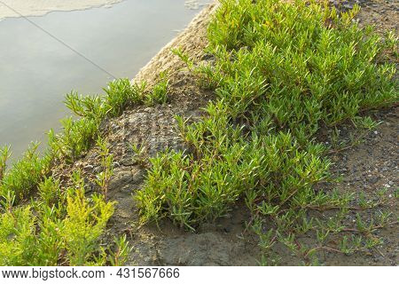 Sea Purslane (sesuvium Portulacastraum) Is A Common Occurrence In Coastal Dunes And The Upper Edges 