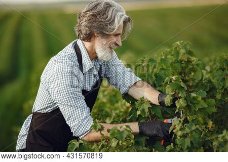 Senior In A Black Apron Use A Averruncator