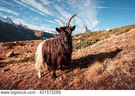 Goat and picturesque view of Matterhorn Cervino peak, dirt road and Stellisee lake in Swiss Alps. Zermatt resort location, Switzerland. Landscape photography