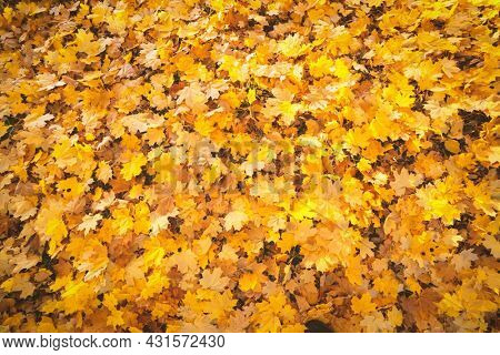 Orange leaves texture closeup. Autumn fall yellow folliage background. Nature season concept