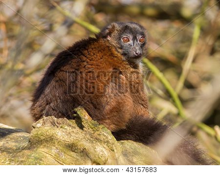Red-bellied Lemur (eulemur Rubriventer)