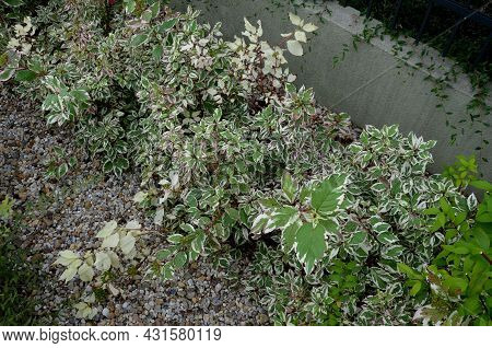 Bold White Edges Of The Leaves, Which Add To The Attractiveness Of The Tree Throughout The Season. D
